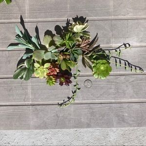 nurse_jax succulents